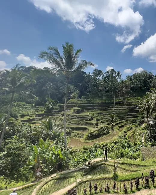 Rice terraces in central Bali