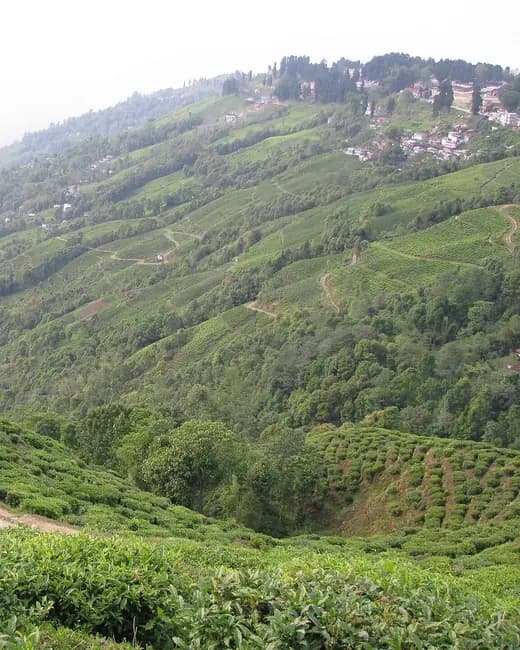 Tea gardens on the slopes below Darjeeling